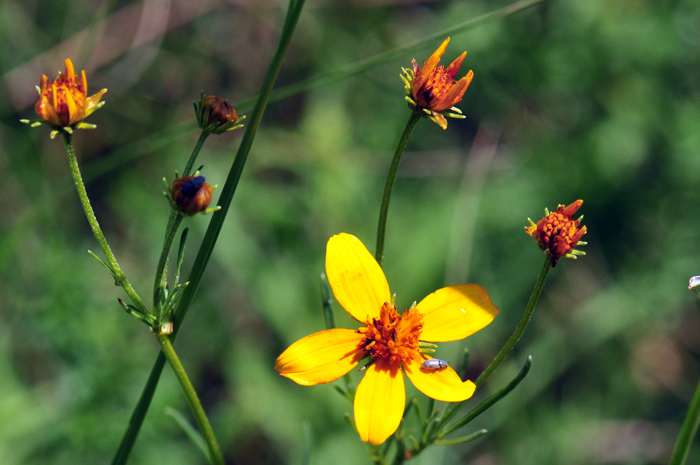Apache Beggarticks grows to about 1 or 1 and a ½ inches (100 cm) tall. Plants grow erect with slim branches. Plants are most smooth or hairless although some young plants may hair a little pubescence. Bidens aurea Apache Beggarticks grows to about 1 or 1 and a ½ inches (100 cm) tall. Plants grow erect with slim branches. Plants are most smooth or hairless although some young plants may hair a little pubescence. Bidens aurea